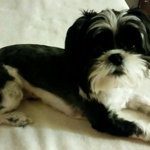 Meet your Posher, Peggy